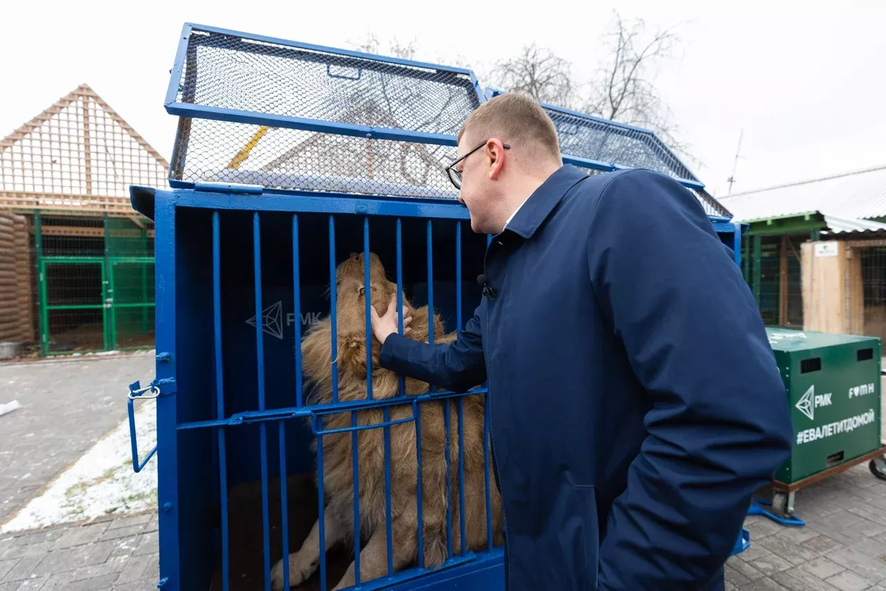 У льва Симбы и леопарда Евы новый дом: переезд прошел хорошо