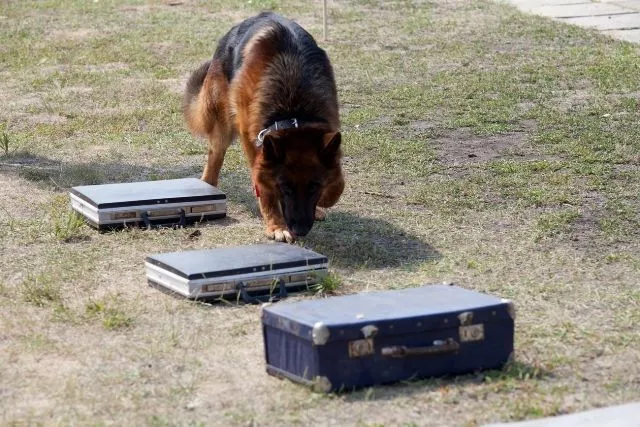 В школу №2 Копейска едут спецслужбы для проверки информации о минировании