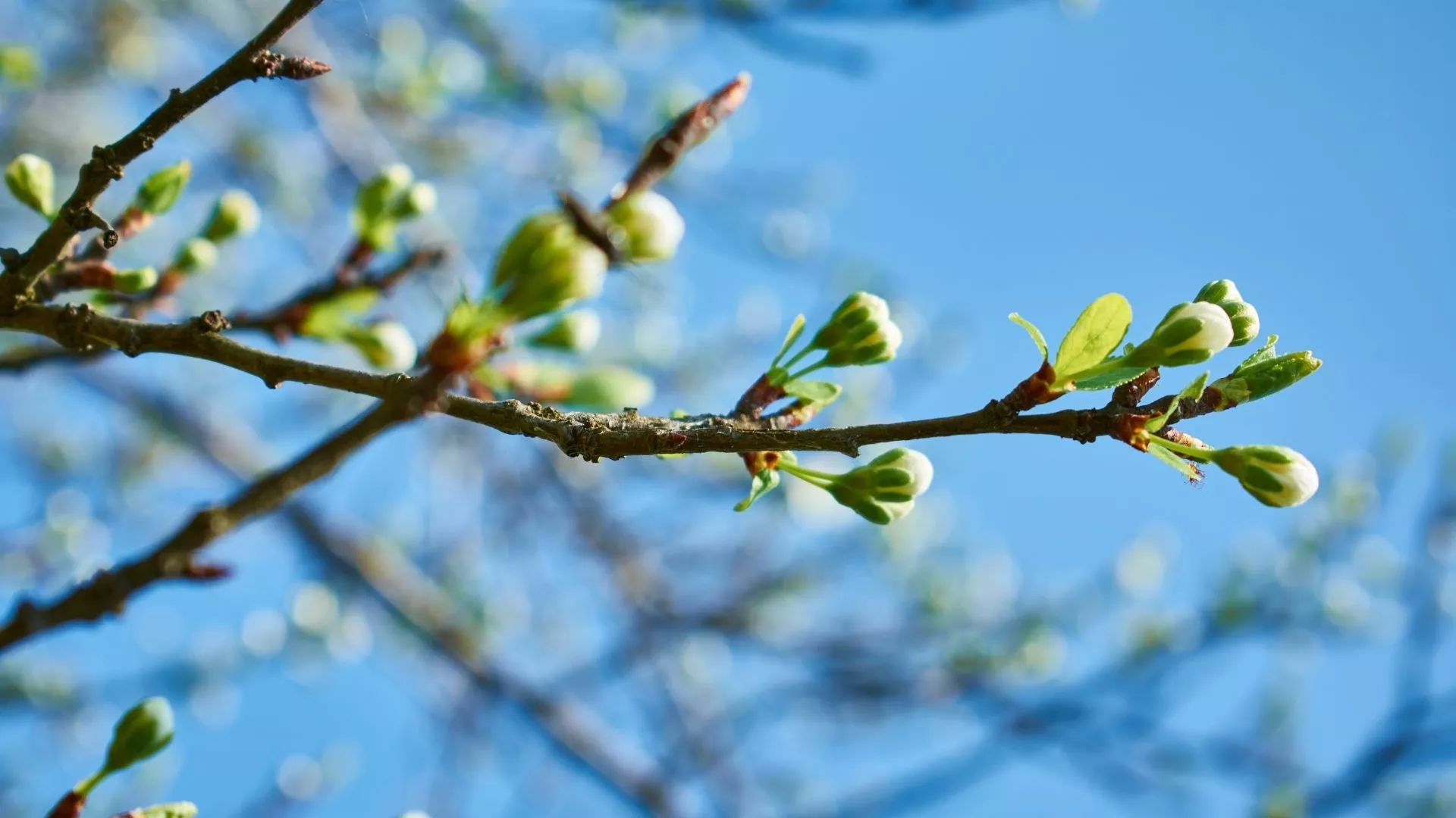 Снег тает – работа кипит. Апрельские работы в саду и на даче