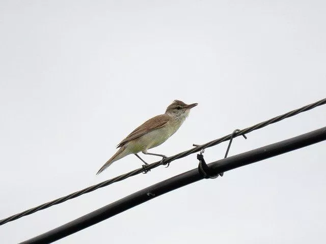 Трое подростков попали с ожогами в больницу: к чему привели игры с электрокабелем