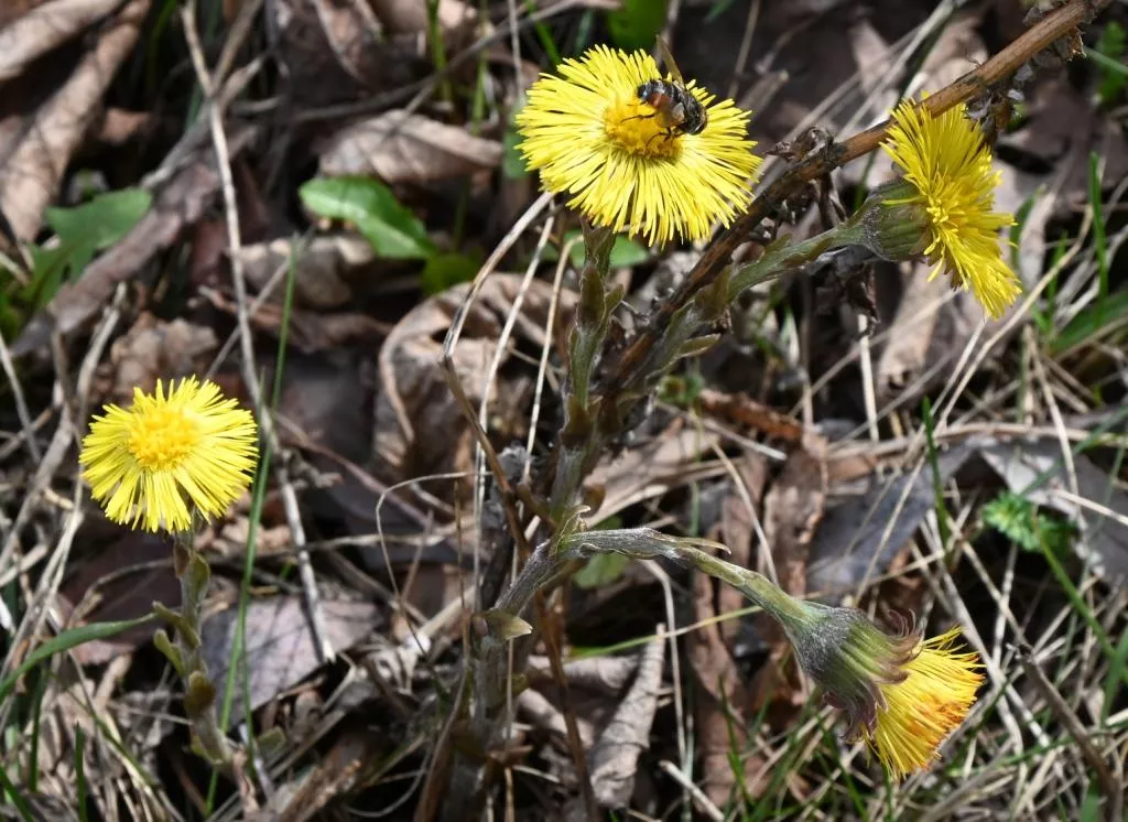Жара не отступает: в Копейске ожидается аномально теплая погода