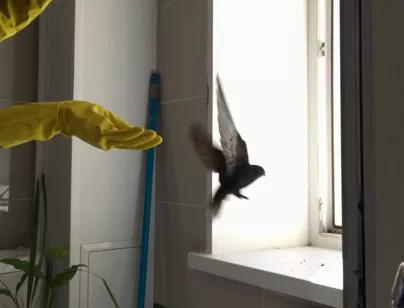 Журналист «КР» спас залетевшего в его квартиру стрижа. Видео