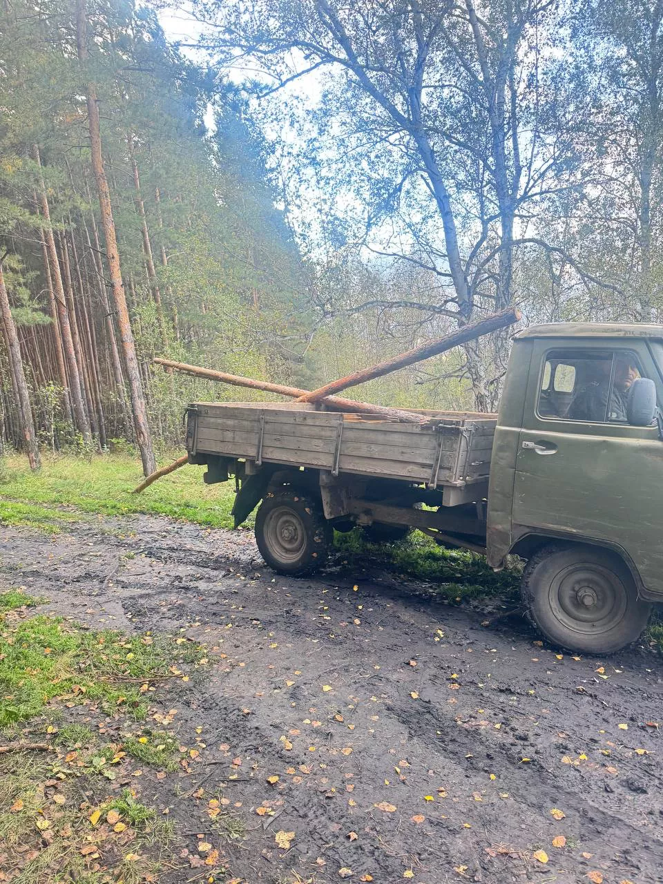 Житель Копейска обвиняется в незаконной вырубке леса