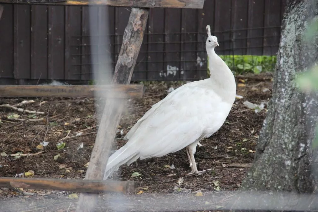 Там, лилии цветут…