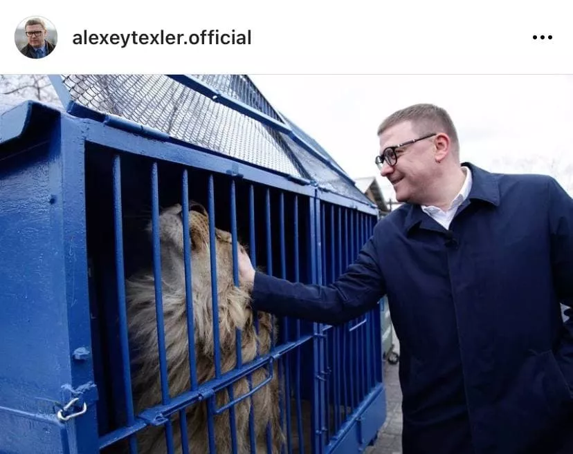 Текслер проводил львенка Симбу и леопарда Еву на самолет в Танзанию