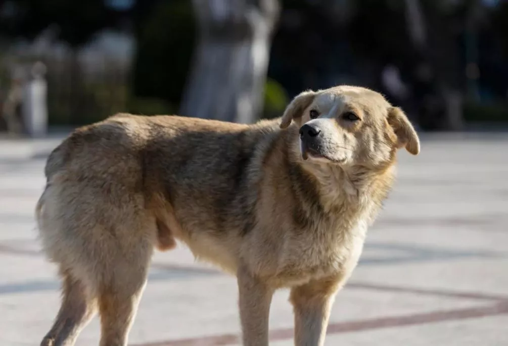 В администрации Копейска разъяснили порядок обращений по проблеме безнадзорных животных