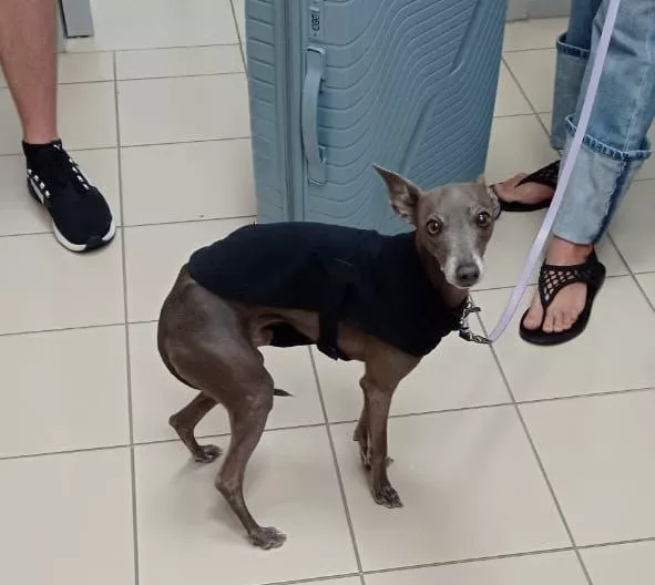 В аэропорту Челябинска оформляют сертификаты на вывоз домашних животных