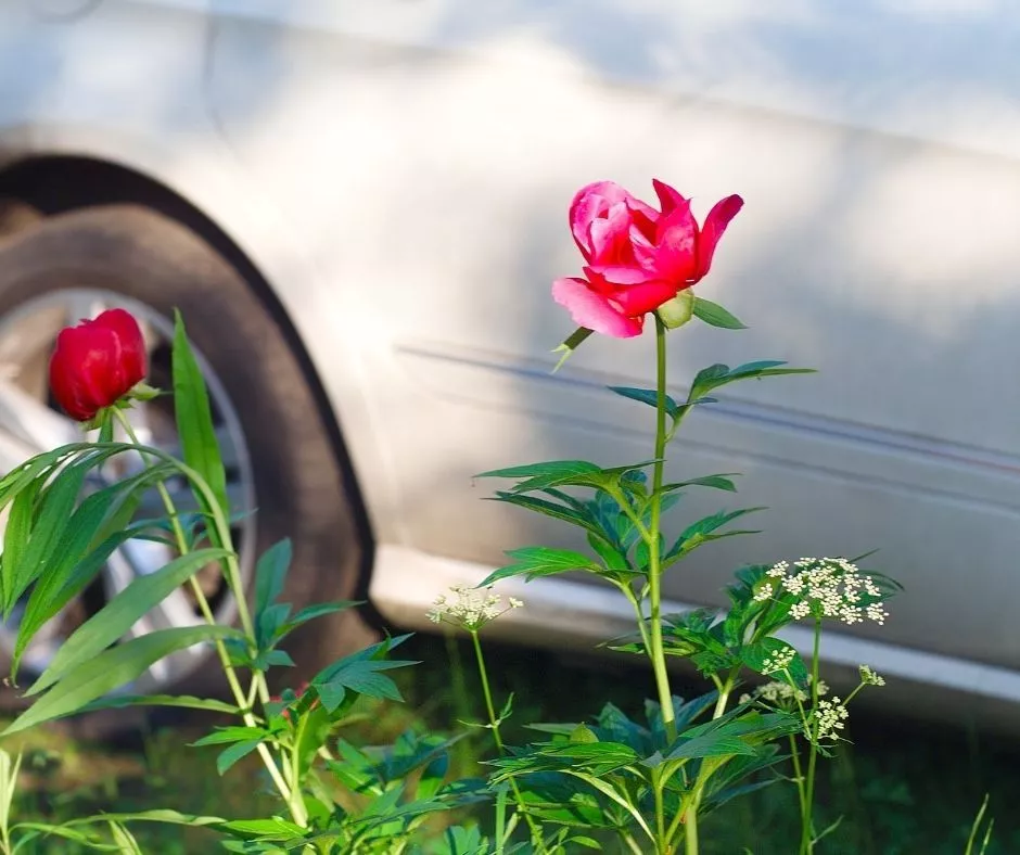 Парковка на газонах и возле мусорок и незаконная торговля. За что копейчан штрафовали в течение года 
