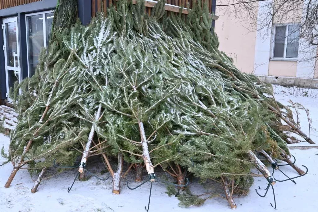 В преддверии Нового года в Копейске стартовала операция «Ель»