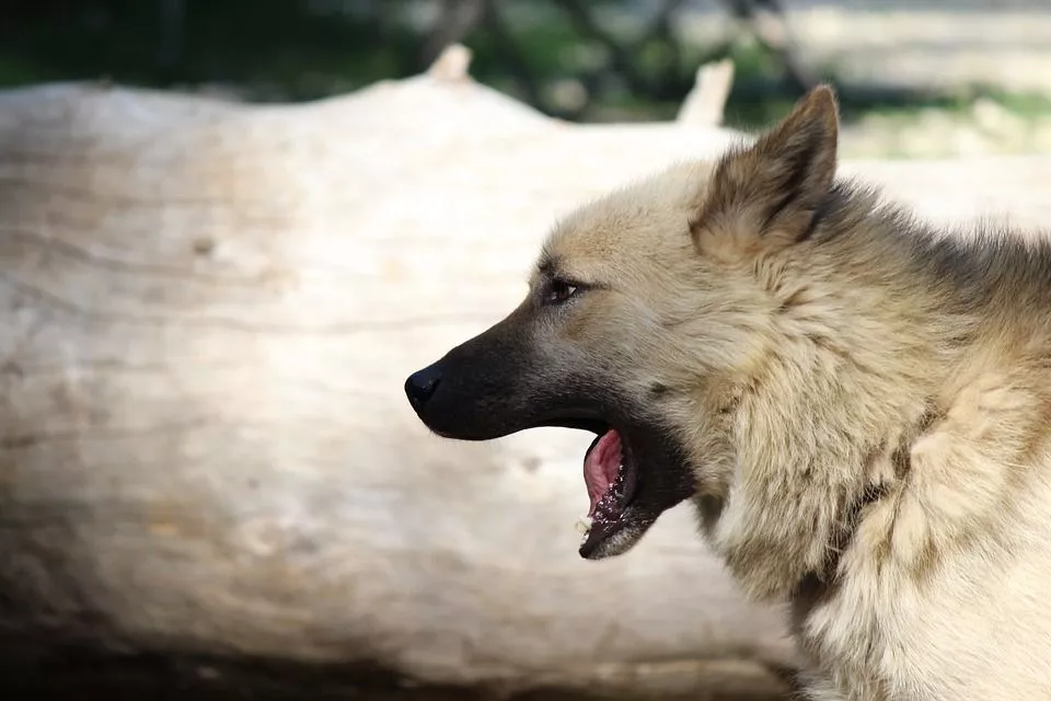 В Копейске готовят новый контракт по отлову безнадзорных животных