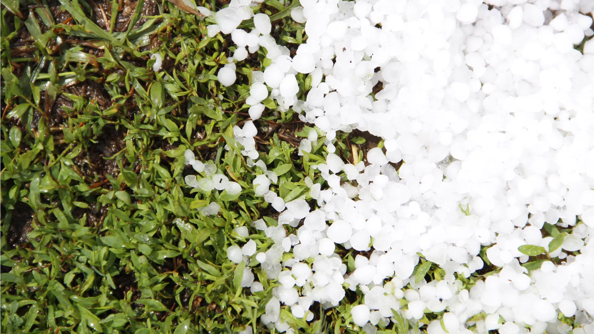 Заявки на выплаты пострадавшим от града принимаются до 30 июля