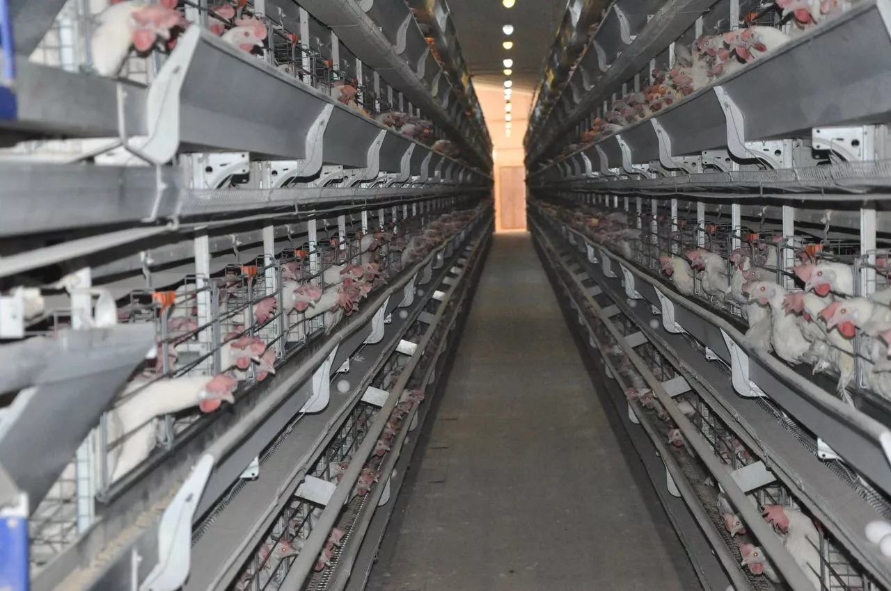 Поля пахнут не розами. Виновником запаха стала птицефабрика