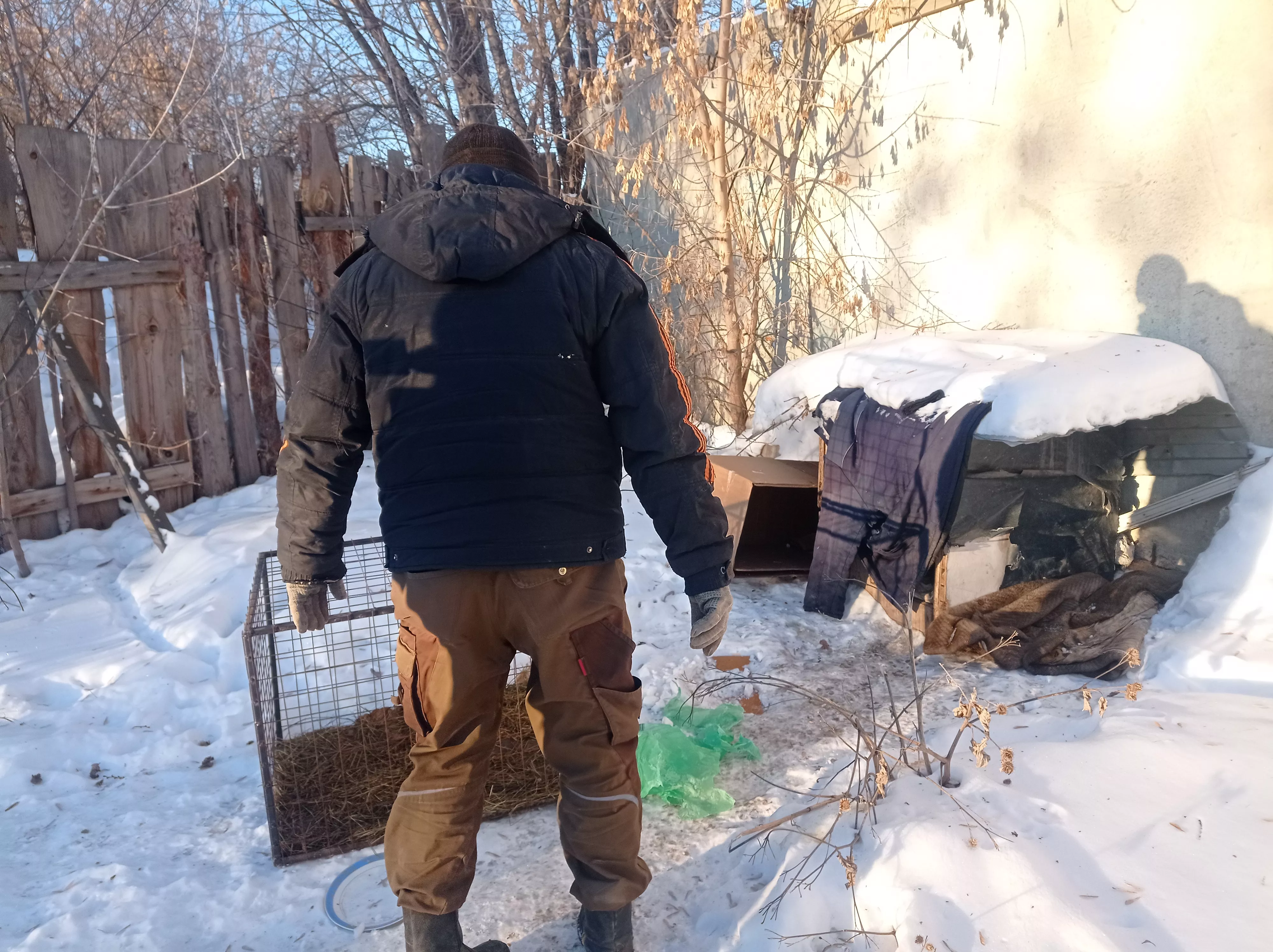 Копейские собаки отличаются умом и сообразительностью