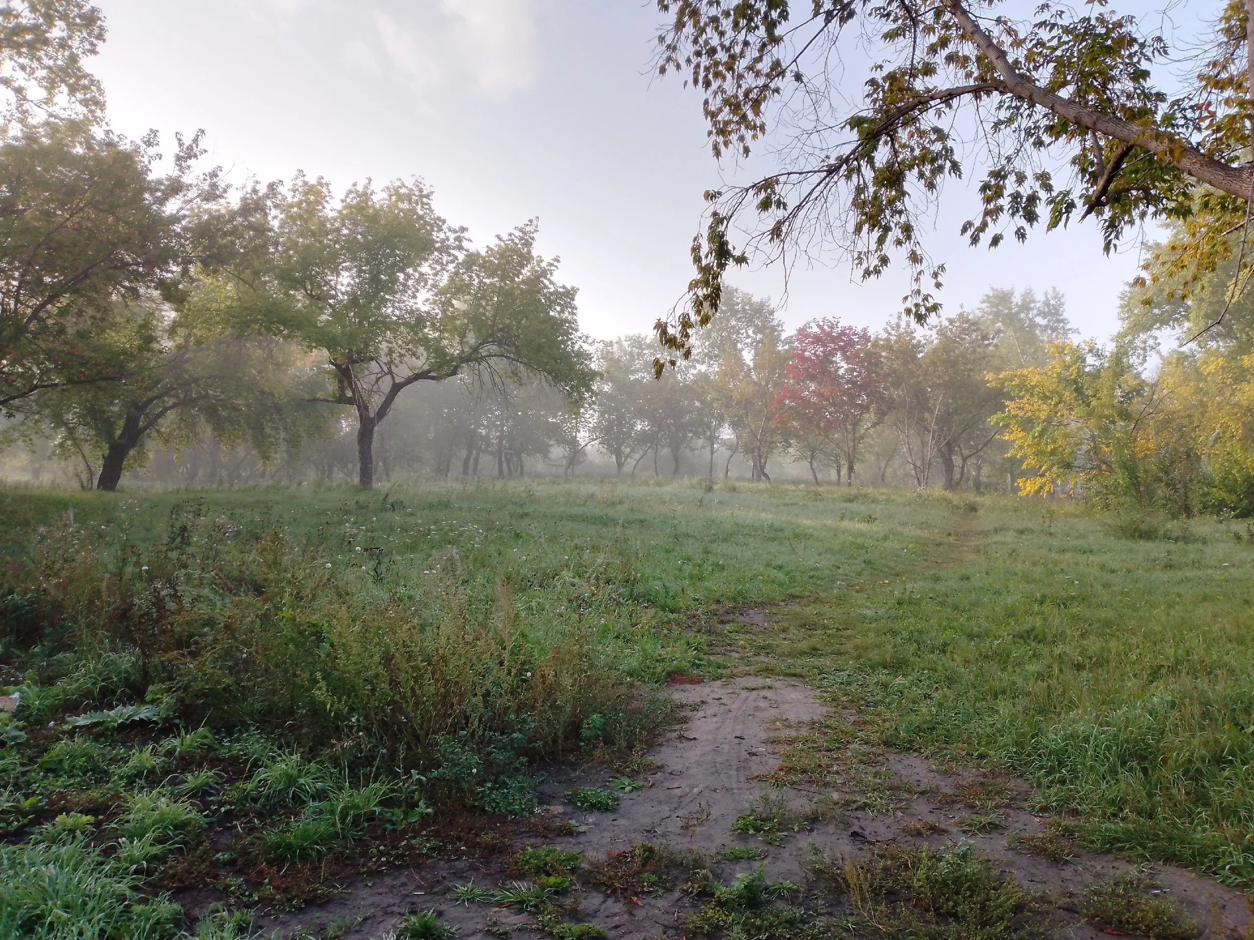 Проектируемые изменения в лесной план Челябинской области прошли  рассмотрение на заседании рабочей группы