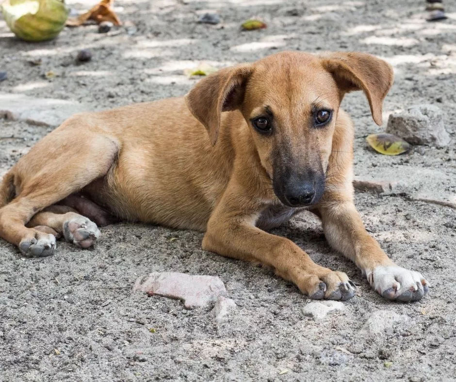 Юлия Сударенко предложила содержать отловленных собак в приюте пожизненно