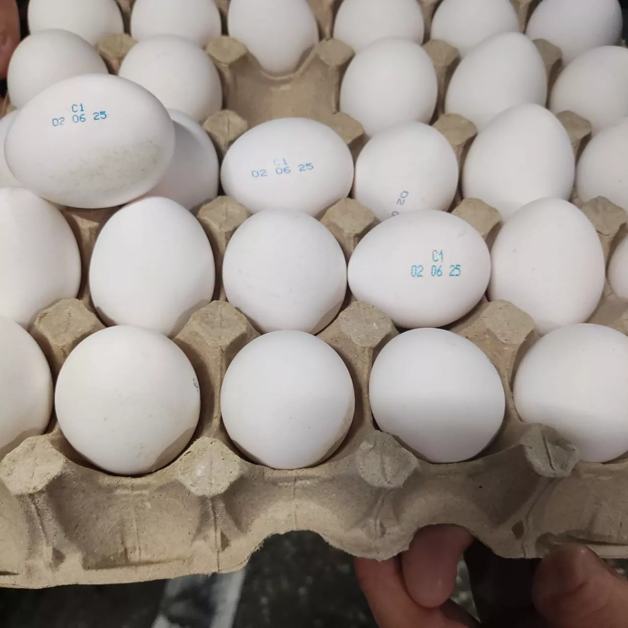 Первая партия челябинских яиц отправлена в Абхазию под контролем Россельхознадзора