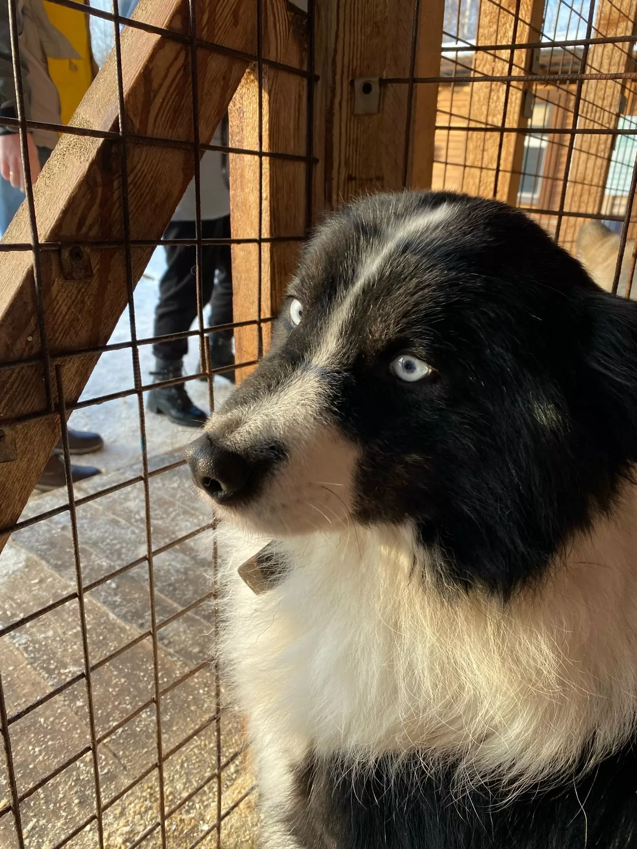 В Копейске продолжается работа по отлову бездомных животных