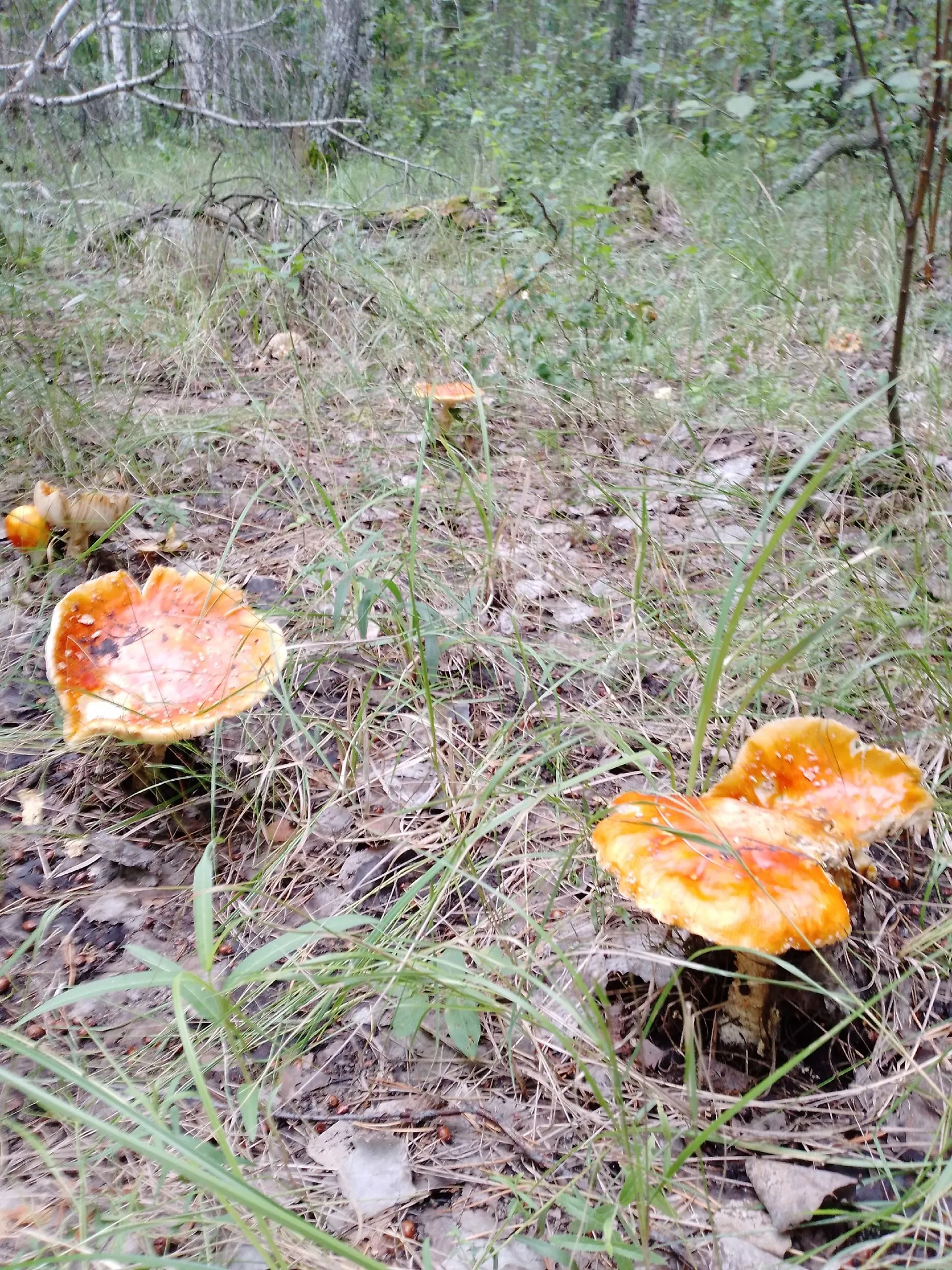 Количество потерявшихся в лесу неуклонно растет