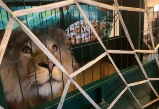 Опубликован ролик о том, как Симбу и Еву встретили в Танзании