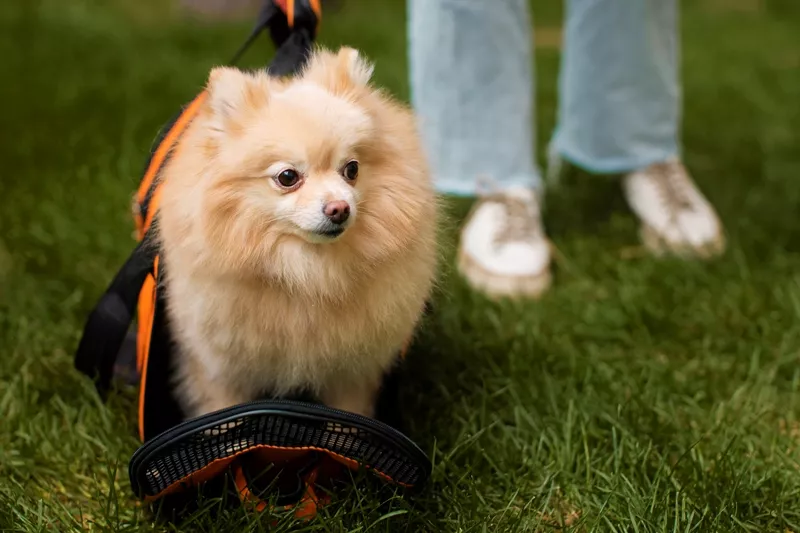  Когда в Копейске появятся официальные площадки для выгула собак