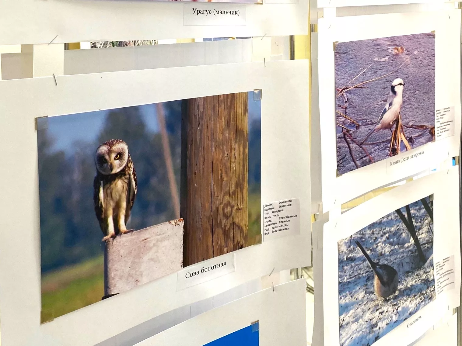Семейная пара из Копейска фотографируют птиц Копейского городского округа