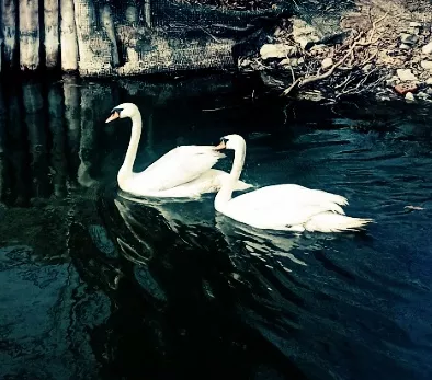 На пруду возле храма поселили еще одну пару лебедей