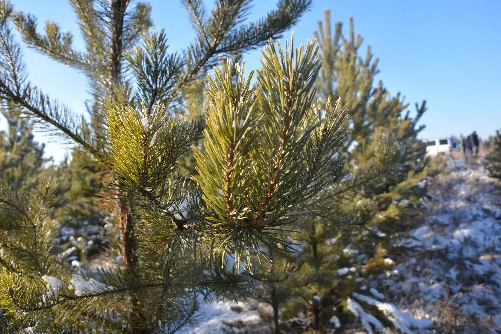 В Челябинской области стартовал сезон охоты на елочных лесорубов