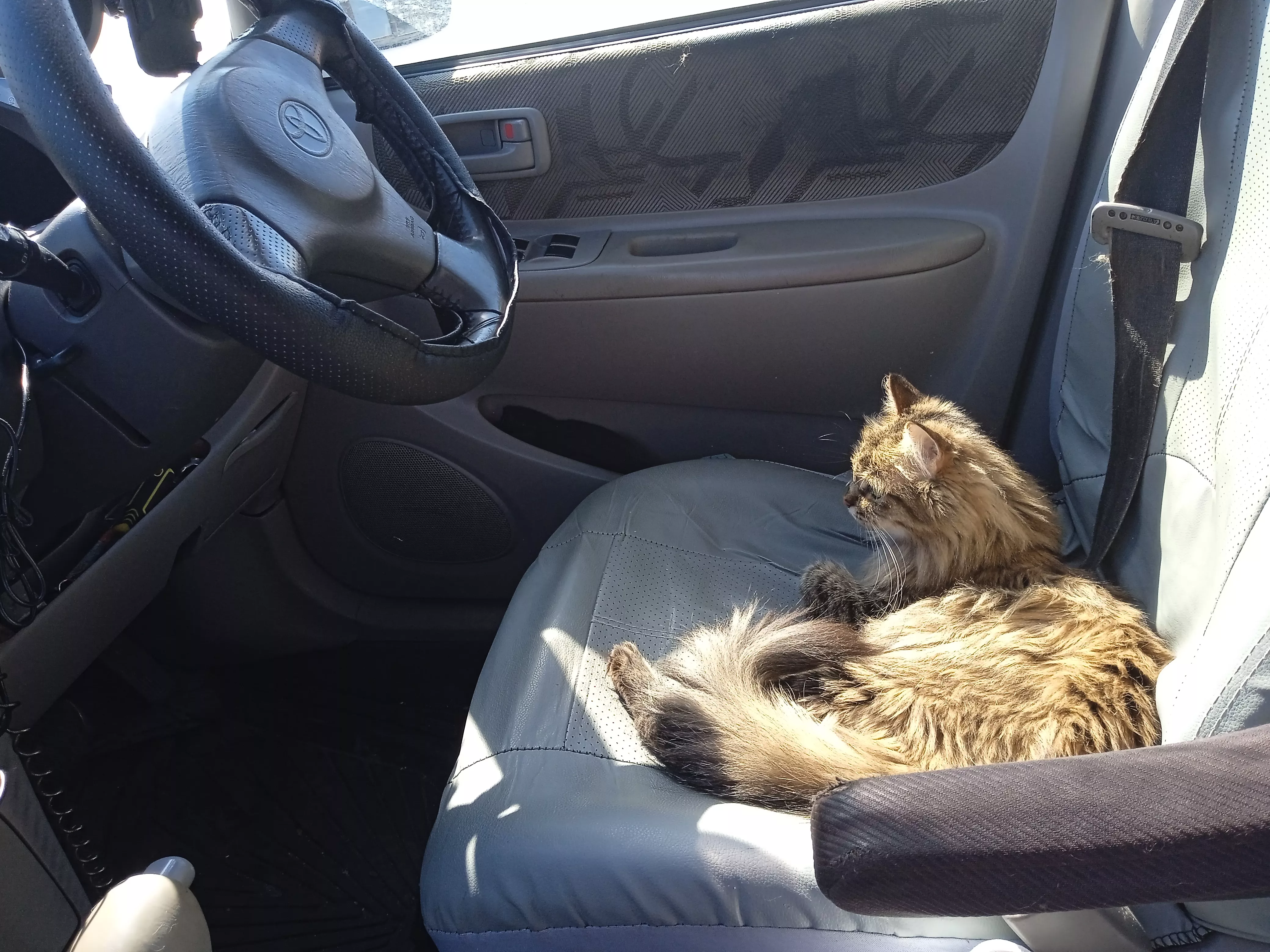 Как уговорить любимого человека взять кота из приюта