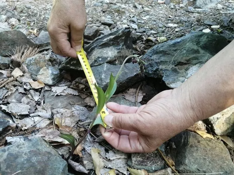 На Таганае началась «перепись» орхидей