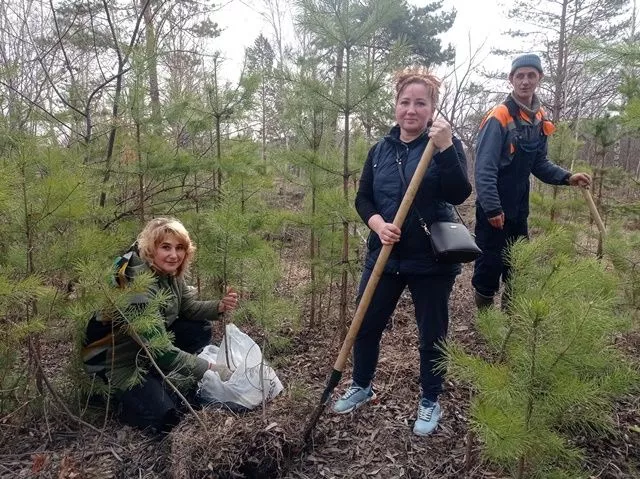 Молодые сосенки из парка Победы пересаживают на территории детсадов
