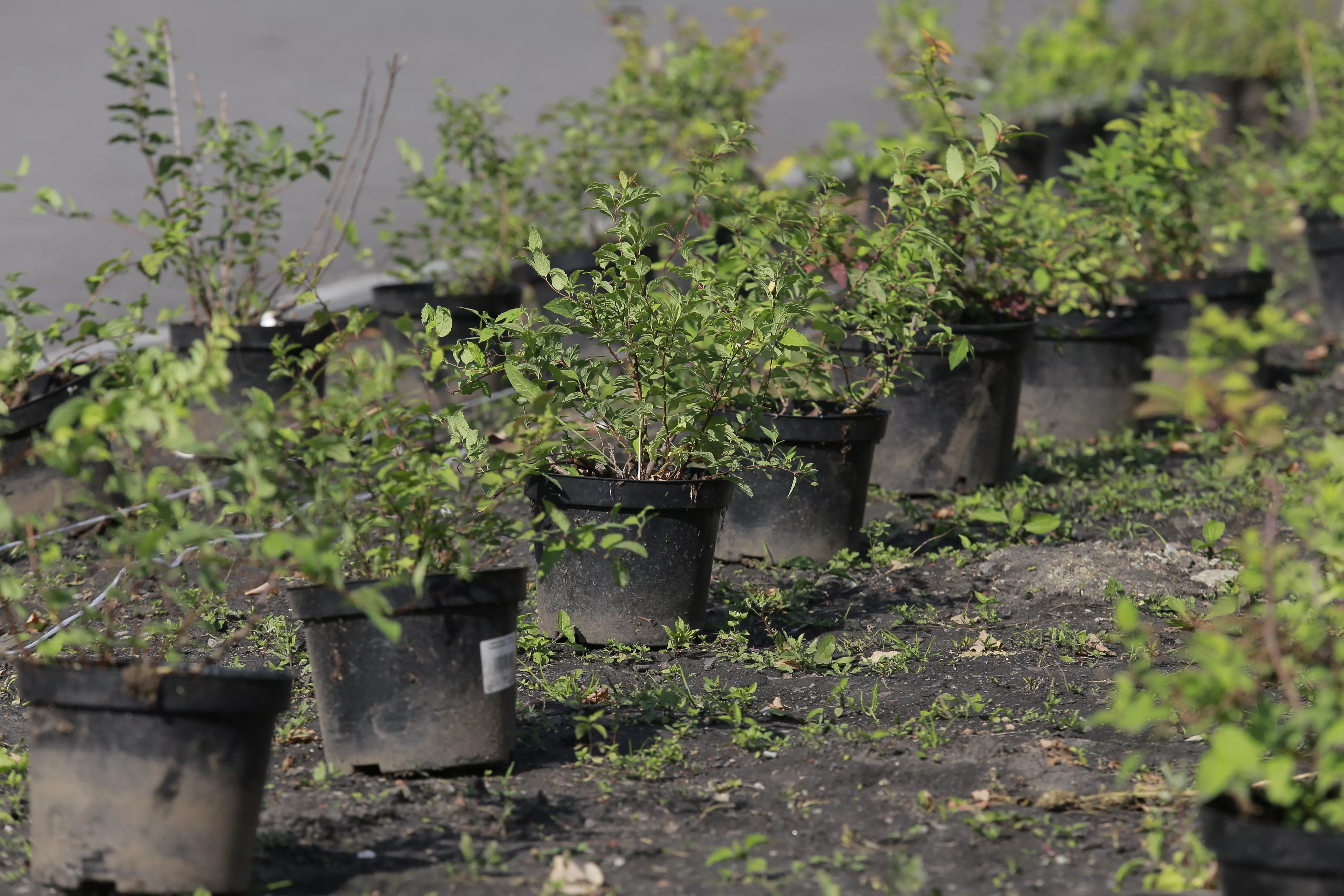«Единая Россия» обеспечит участие волонтёров партии и муниципальных депутатов в проведении Всероссийского голосования за объекты благоустройства