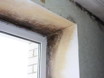 Борьба с плесенью продолжается