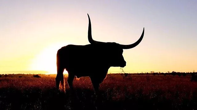 С Новым годом! Он наступил уже и по китайскому календарю