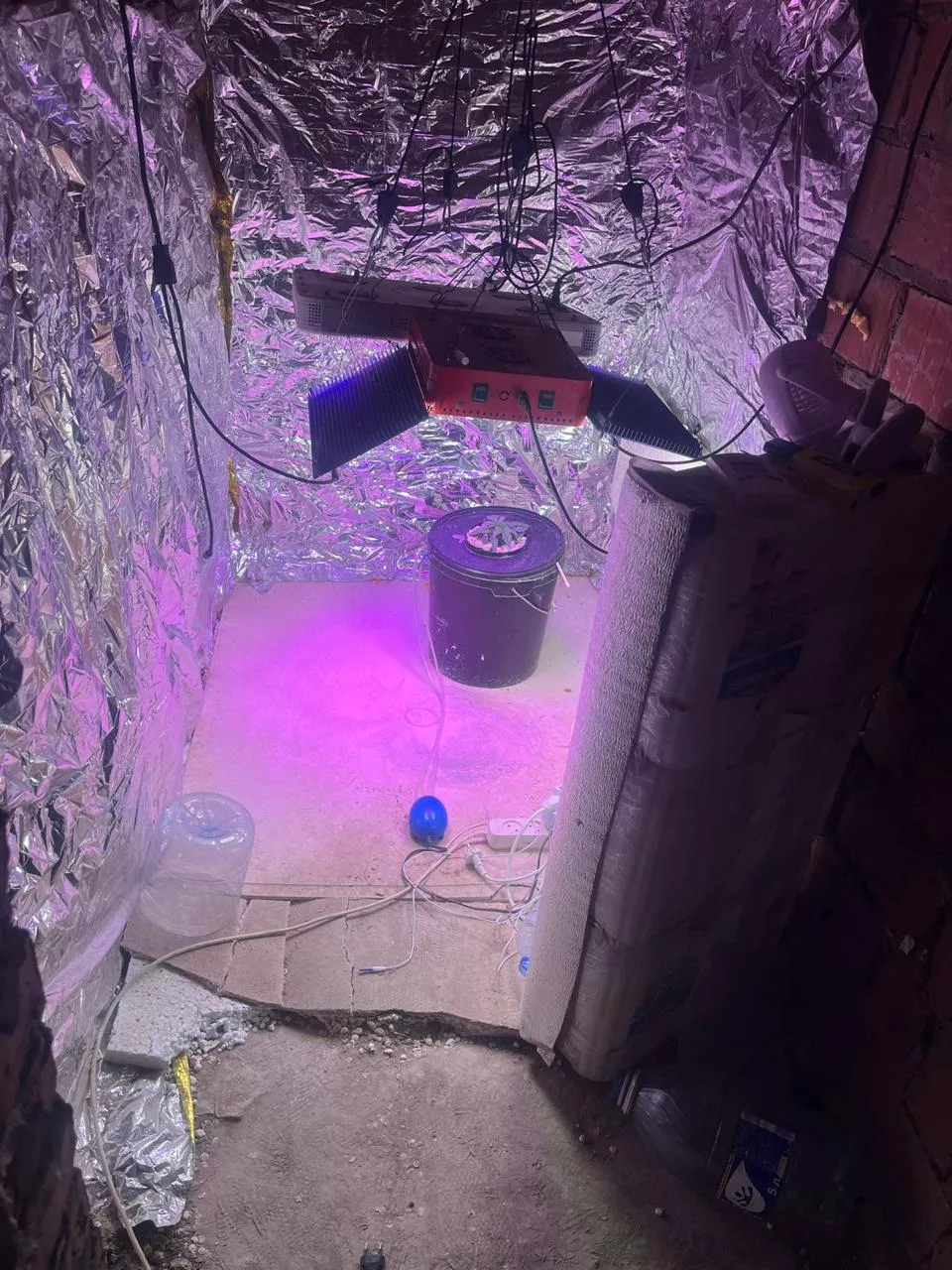 В Копейске пресечено незаконное выращивание наркосодержащих растений