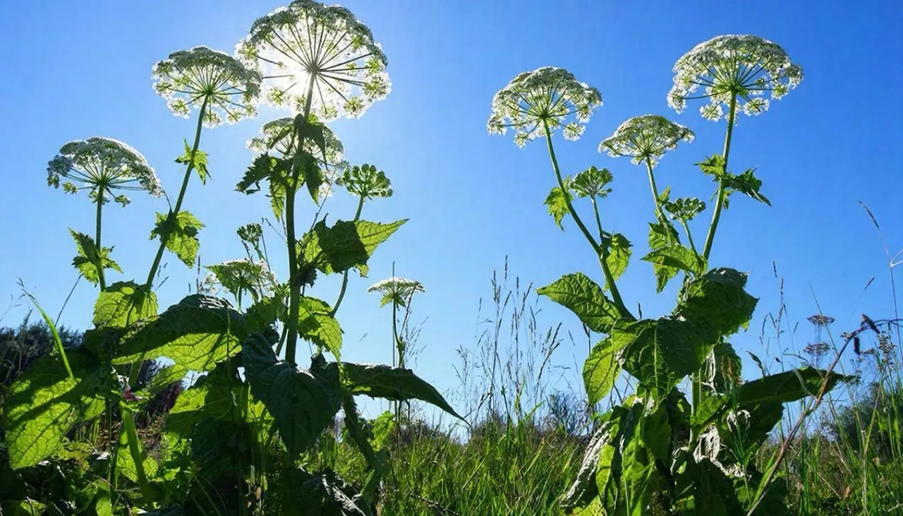 Борьба с борщевиком становится обязательной для всех