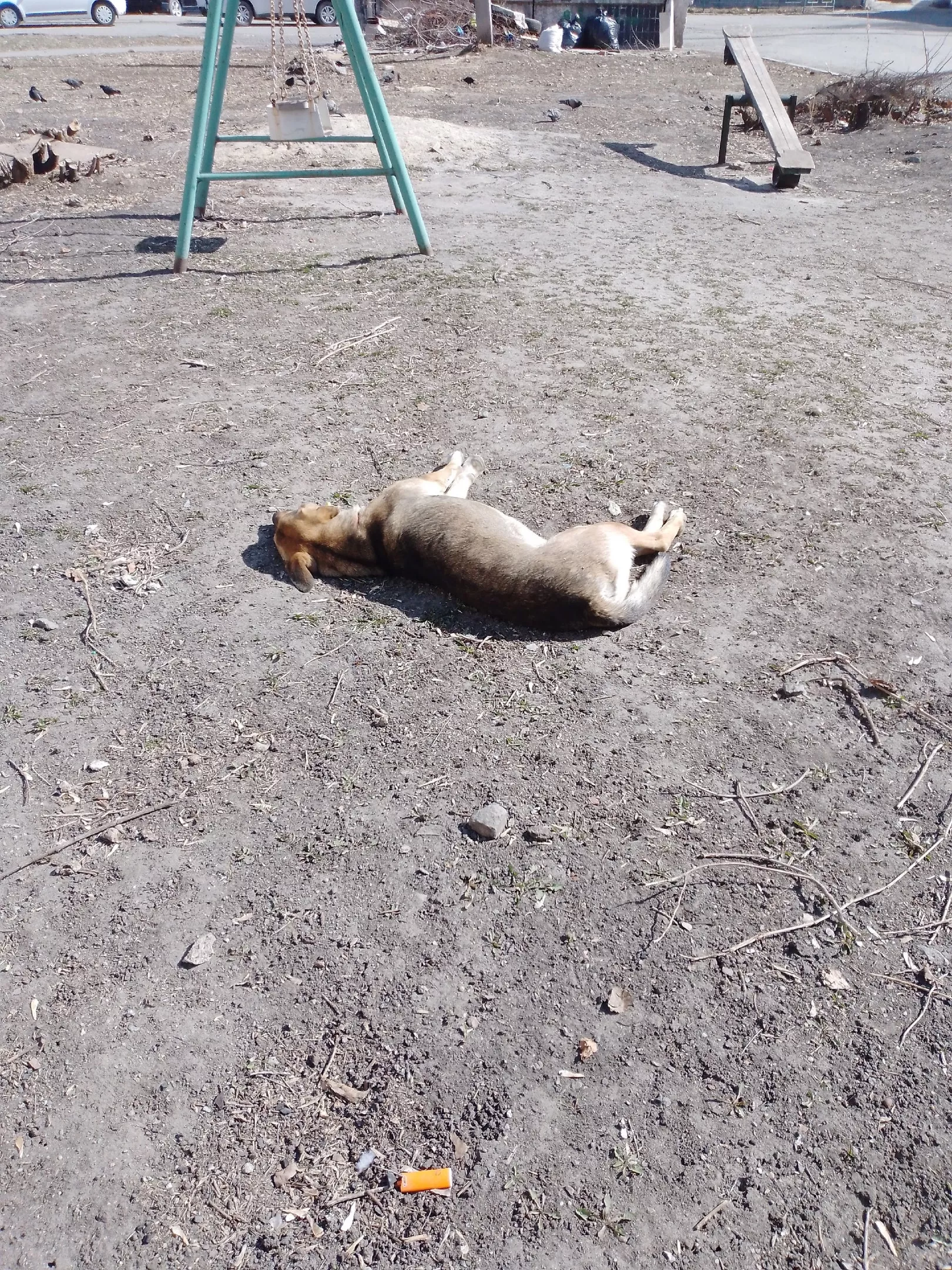 Кормить и устраивать лежанки бездомным животным запрещено