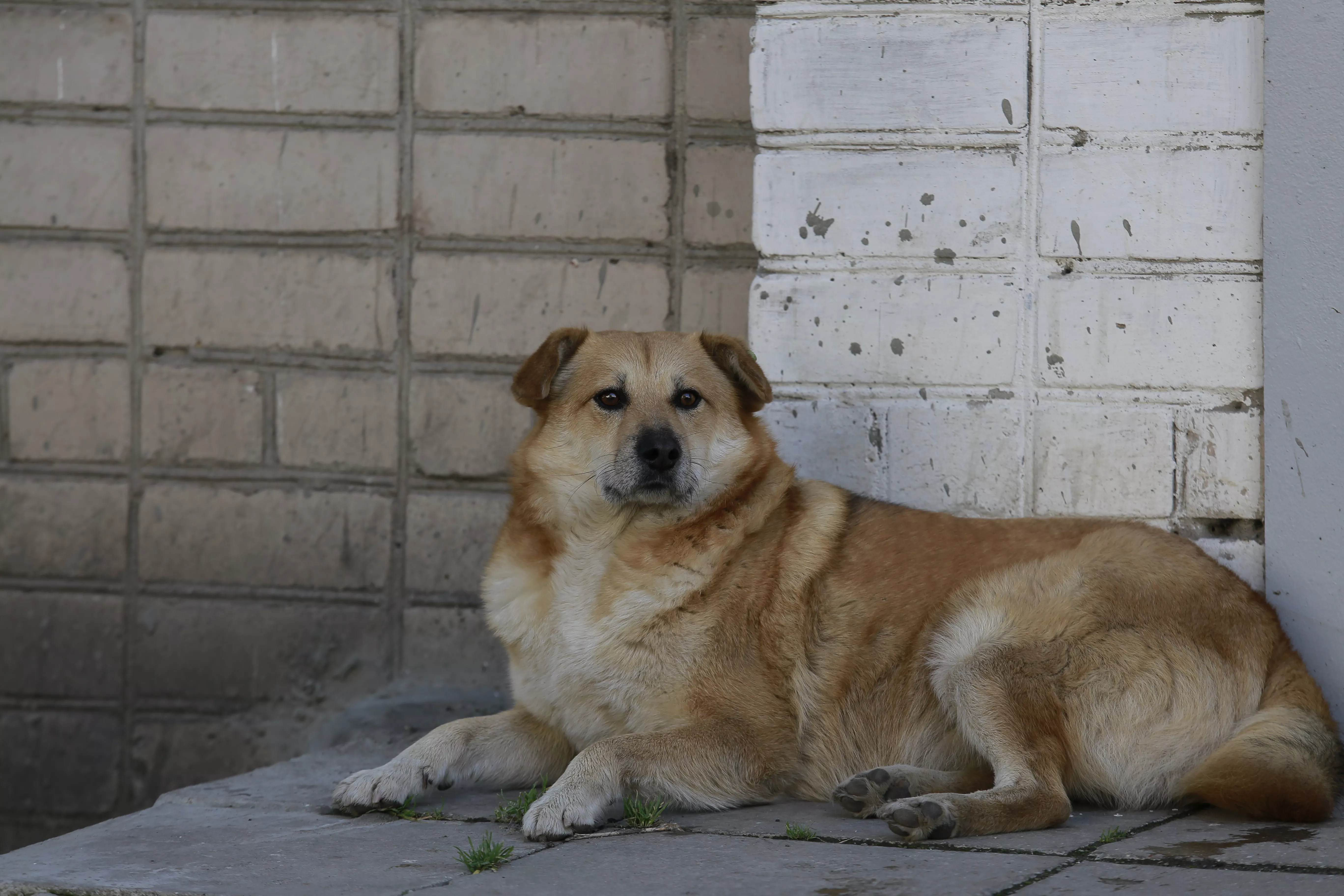 В Копейске продолжается активная работа по отлову безнадзорных животных