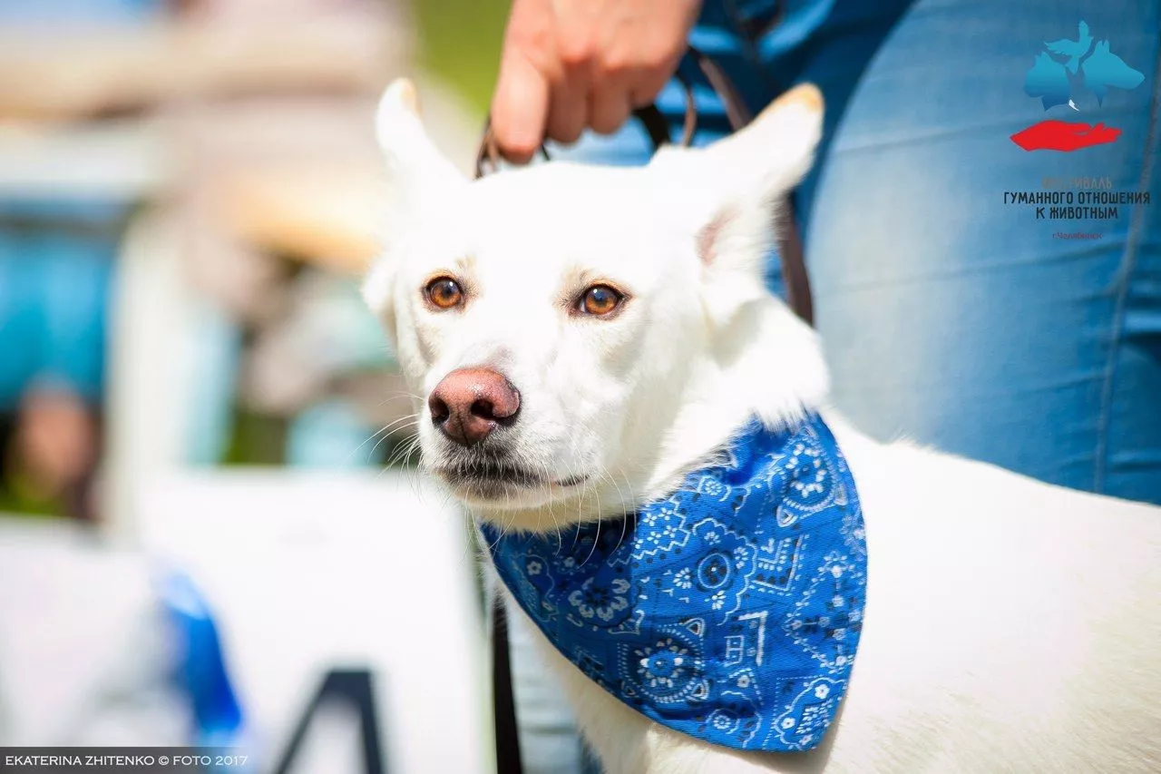 В Челябинске пройдет пятый фестиваль гуманного отношения к животным