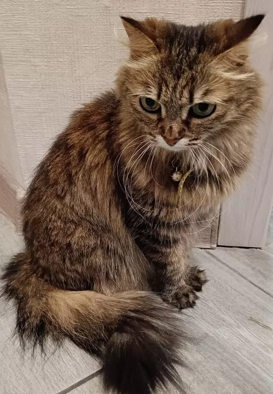 Все о кошках: интересные факты