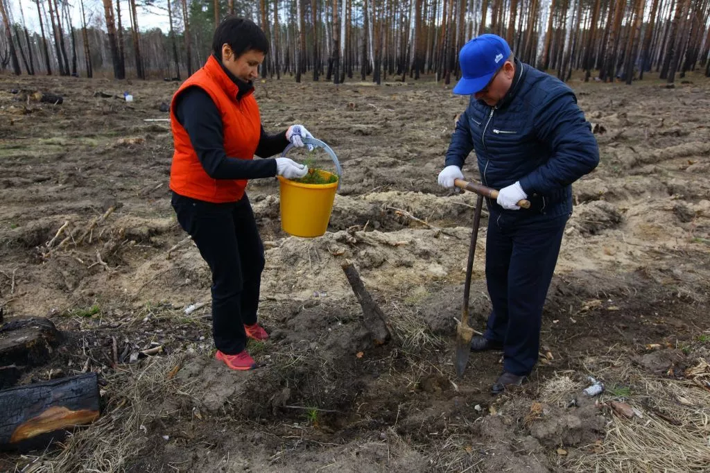 430 тысяч саженцев сосны высадят на Южном Урале в память о погибших в Великую Отечественную войну