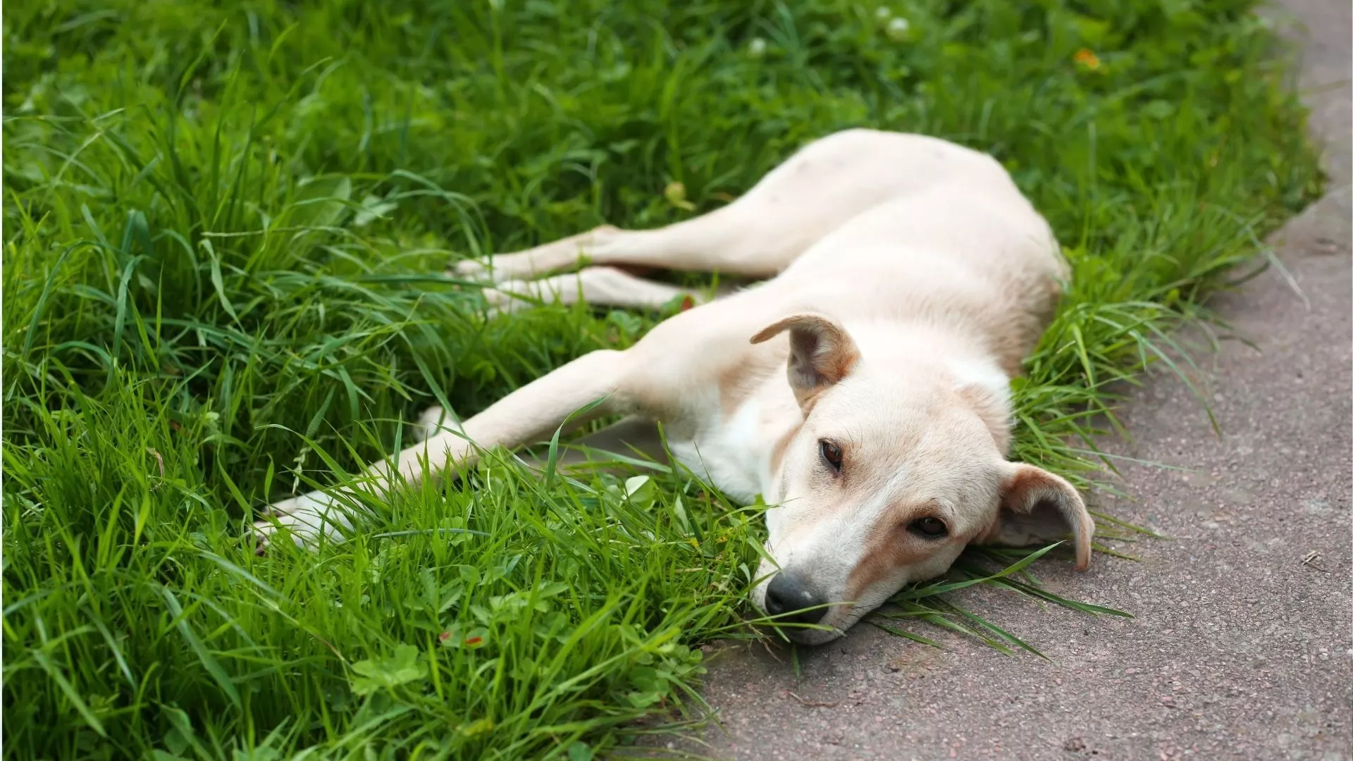 На этой неделе будет проведен отлов собак в поселке Потанино