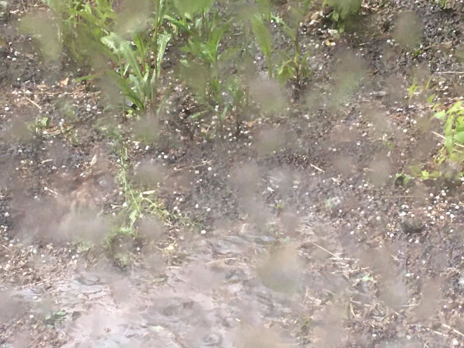 Град выпал в Копейске сегодня, 16 июня