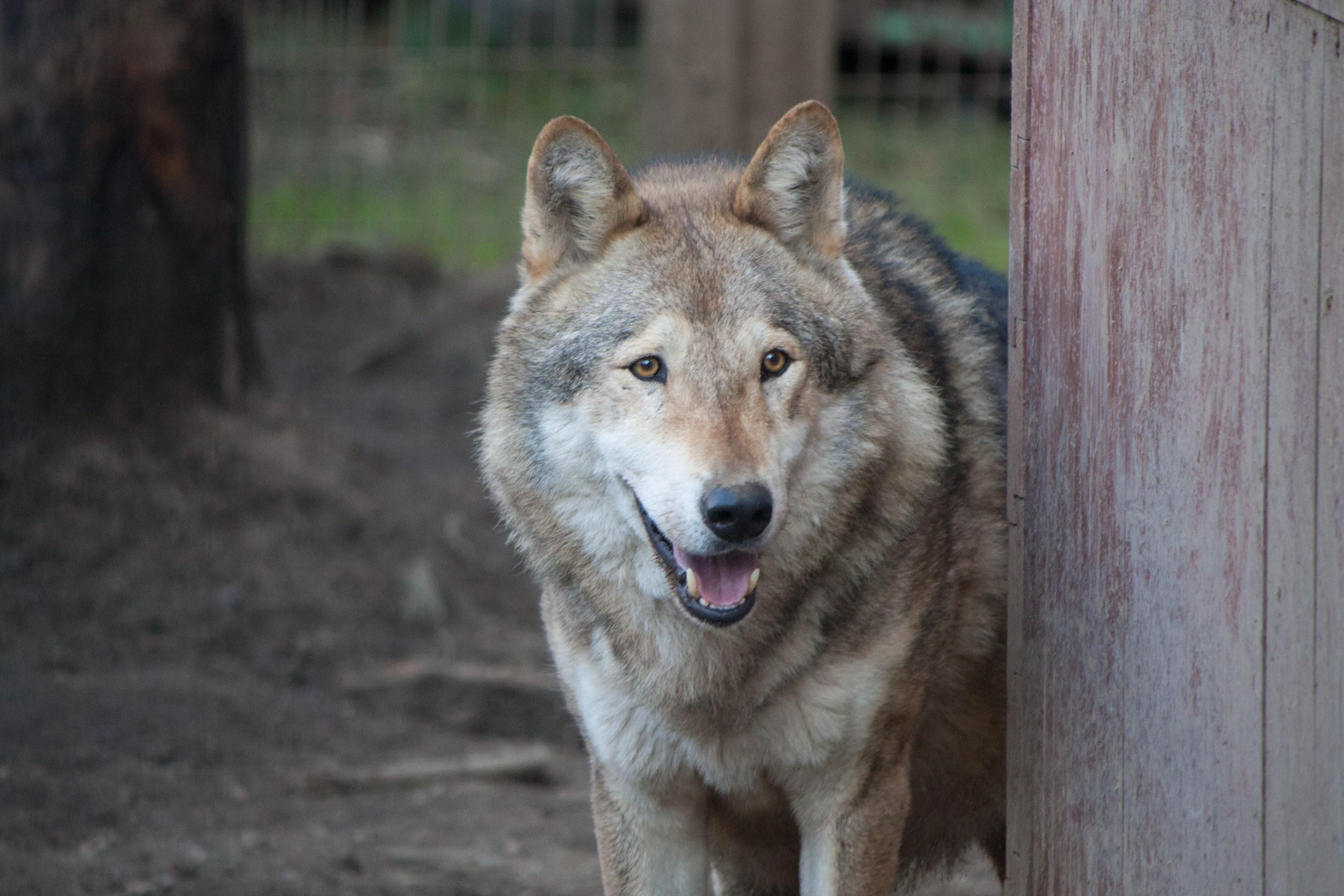 Баскетбольный клуб «Челбаскет» берет опеку над символом команды из Челябинского зоопарка
