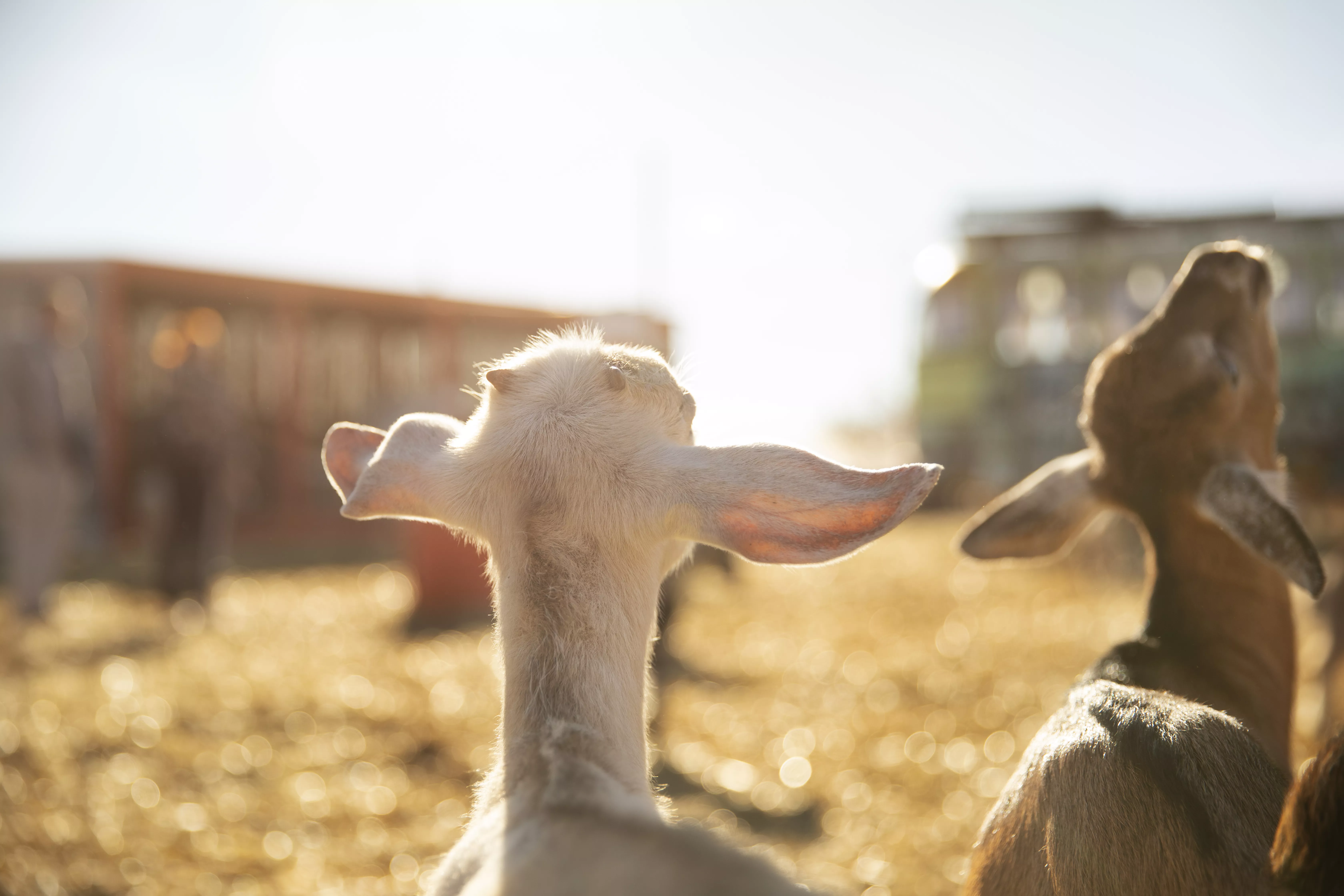 Центр «Мой бизнес» проведет обучающий интенсив по сельскохозяйственной кооперации
