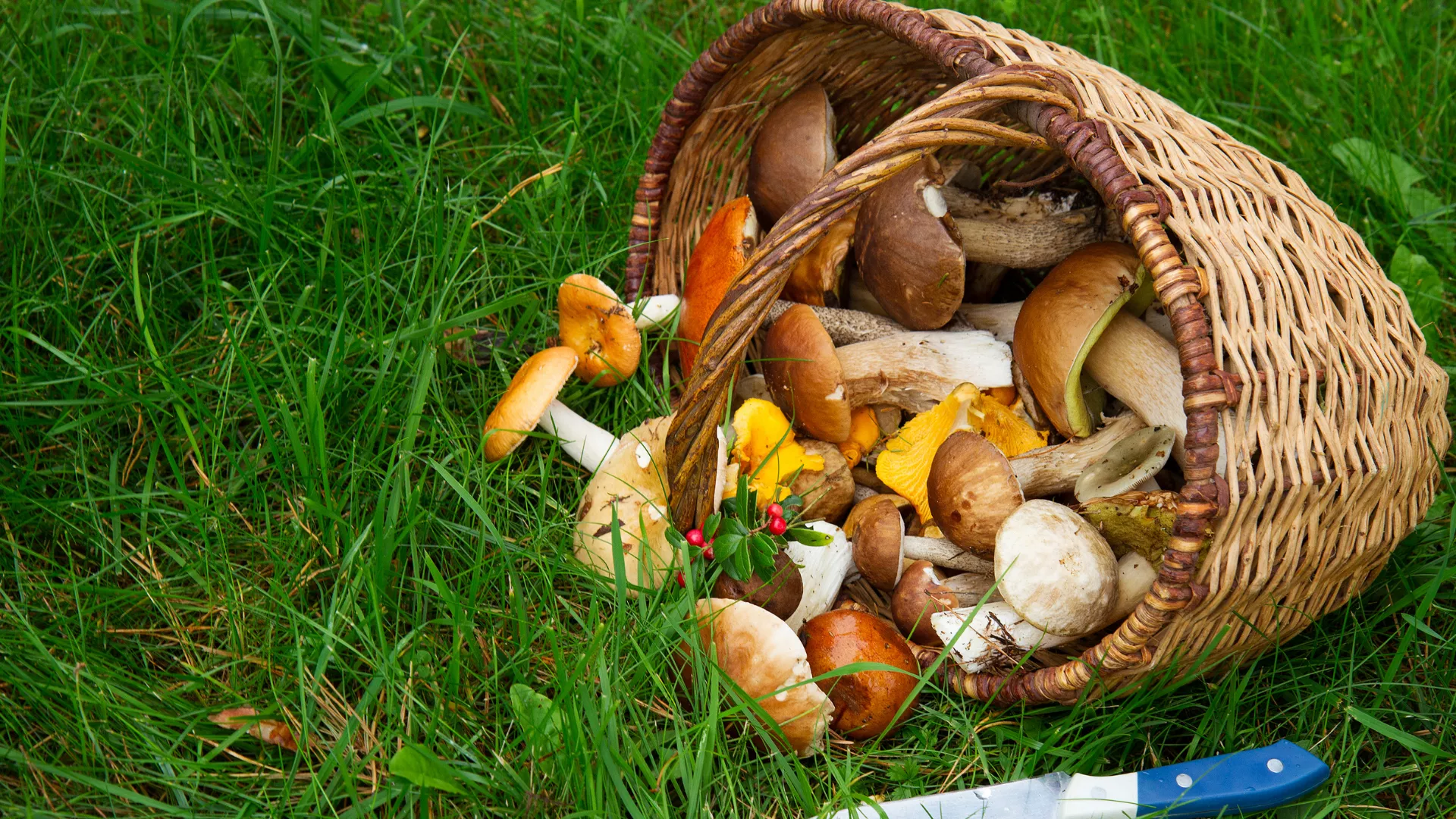 Куда съездить за грибами в Челябинской области?