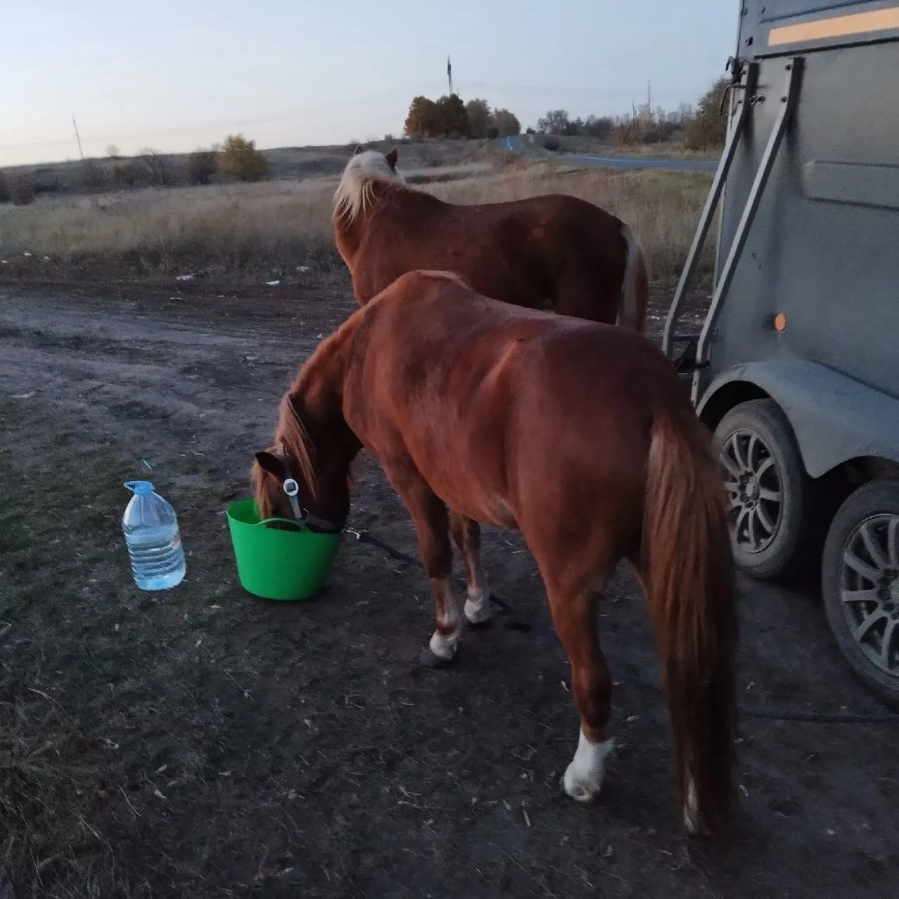 Копейские пони чувствуют себя хорошо