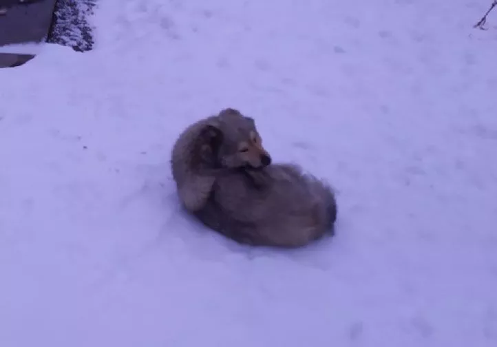 Бродячая и кусачая. Как будет в Копейске решаться проблема безнадзорных животных?