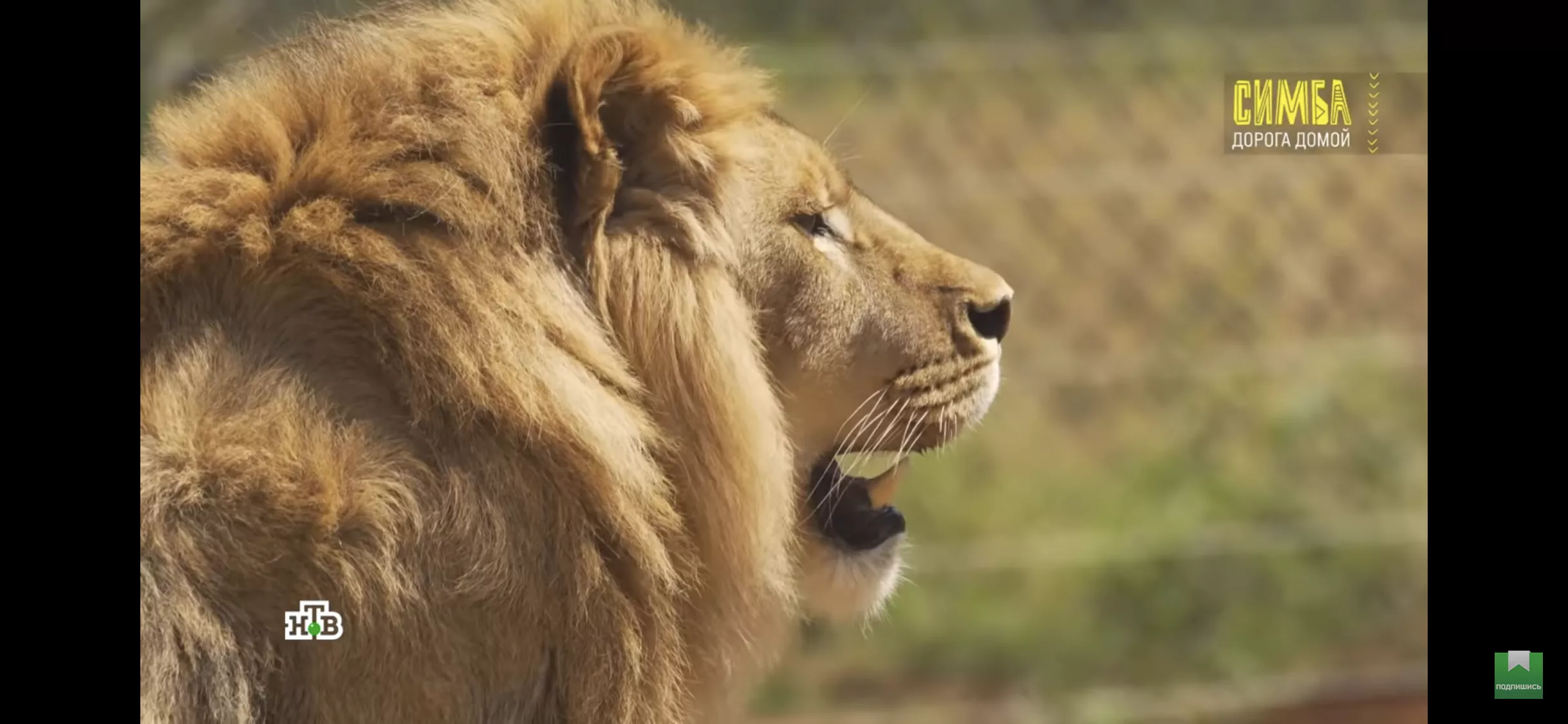 История о втором шансе: как судьба диких кошек стала сюжетом для документального фильма