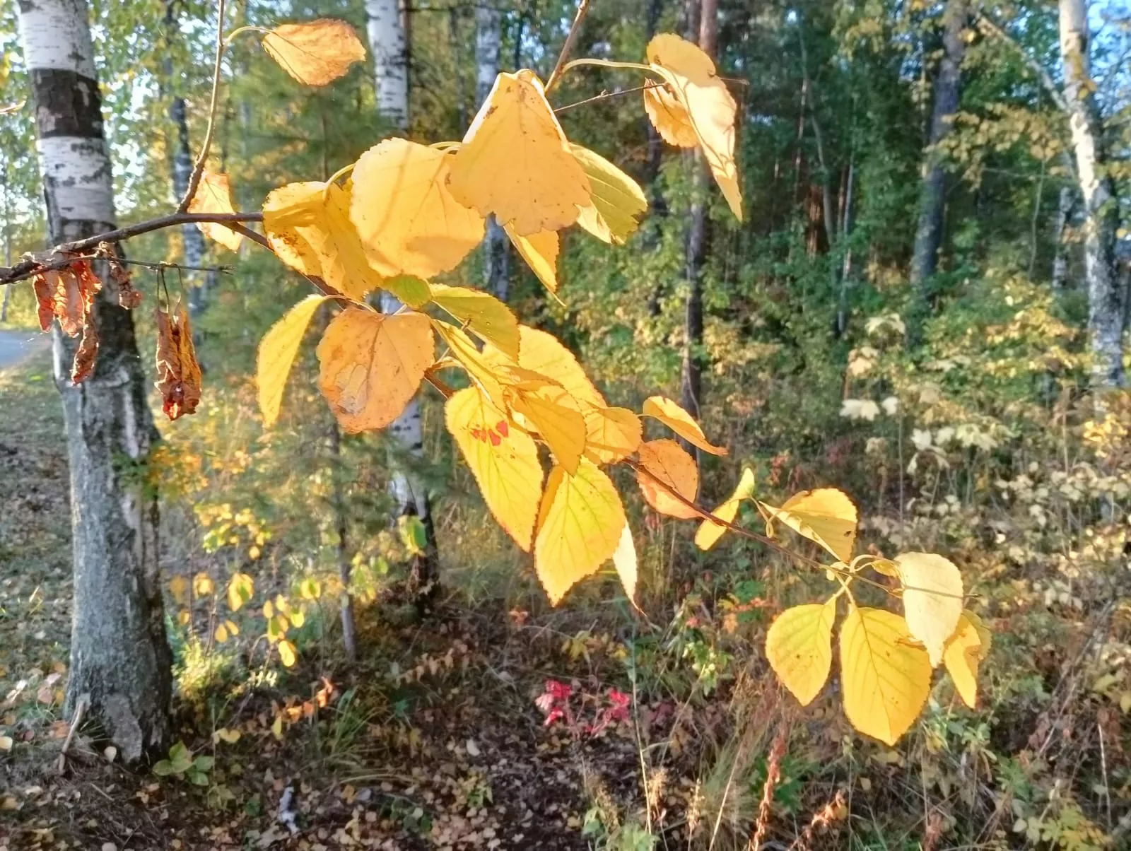 Город Копейск - Родина талантливых людей