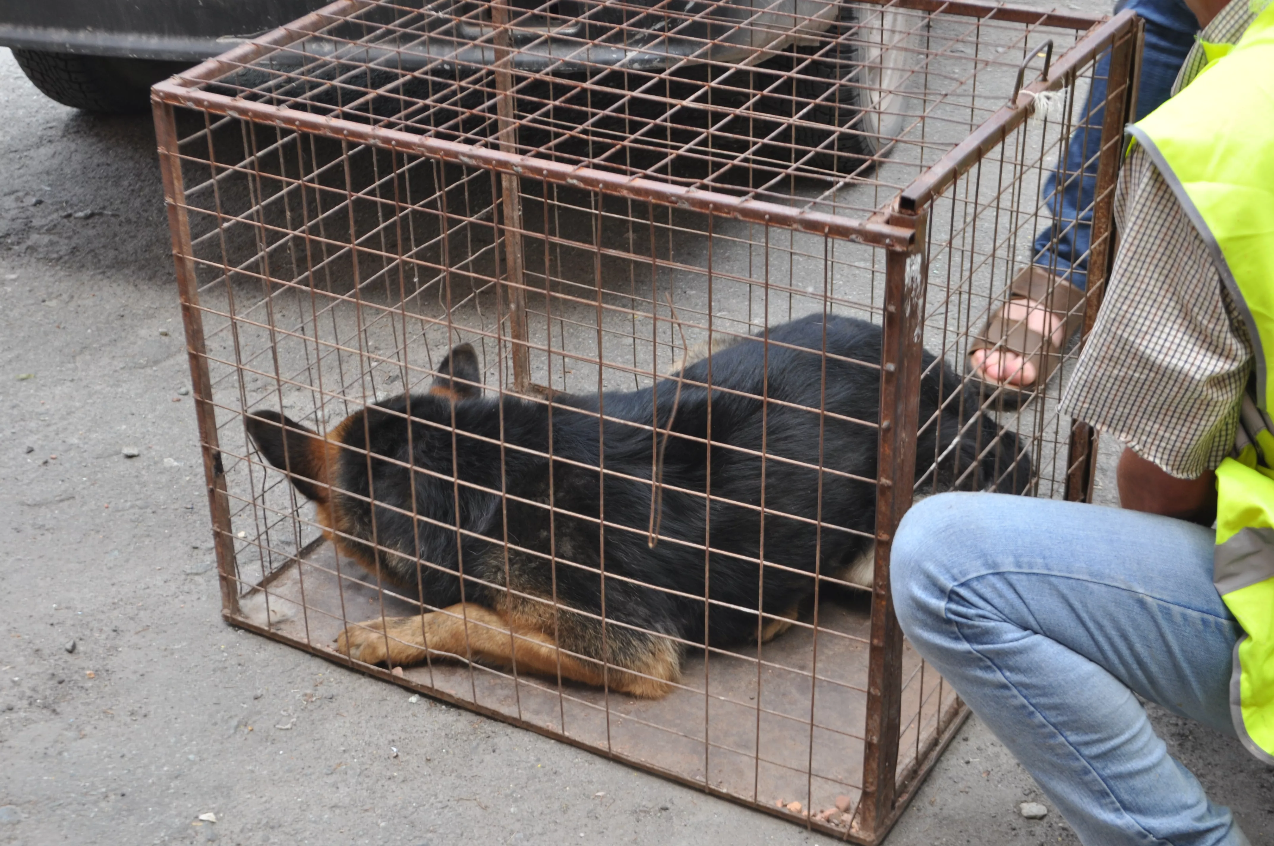 Отлов безнадзорных животных в Копейском городском округе